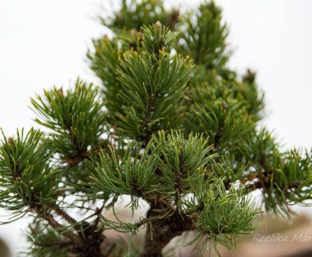 2473_6918_Pinus_mugo_Picobello__2.JPG