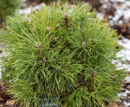 2474_7078_Pinus_mugo_Varella_2.JPG