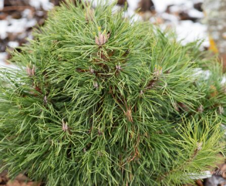 2474_7080_Pinus_mugo_Varella.JPG