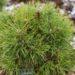 2476_7071_Pinus_mugo_Varella_2.JPG