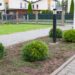 2476_7975_Pinus_mugo_Varella.JPG