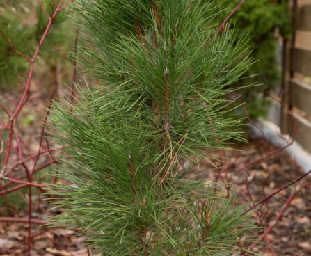 2478_6588_Pinus_nigra_Green_Tower__2.JPG