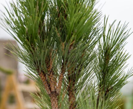 2478_6805_Pinus_nigra_Green_Tower__2.JPG