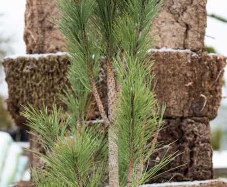 2478_6808_Pinus_nigra_Green_Tower_.JPG