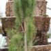 2478_6808_Pinus_nigra_Green_Tower_.JPG