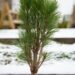 2478_6813_Pinus_nigra_Green_Tower__3.JPG