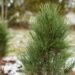 2478_7016_Pinus_nigra_Green_Tower__2.JPG