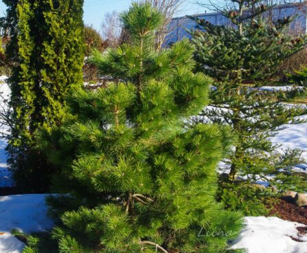 2479_8095_Pinus_nigra_Nana.JPG