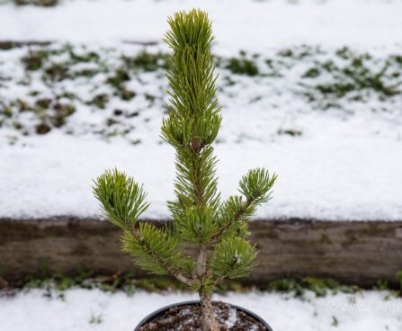 2480_6799_Pinus_nigra_Oregon_Green1.JPG