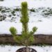 2480_6799_Pinus_nigra_Oregon_Green1.JPG