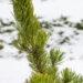 2480_6800_Pinus_nigra_Oregon_Green.JPG