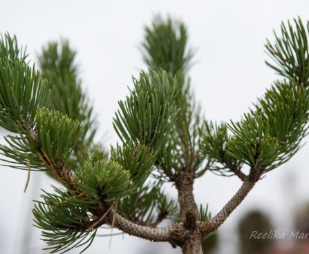 2480_6818_Pinus_nigra_Oregon_Green__3.JPG