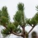 2480_6818_Pinus_nigra_Oregon_Green__3.JPG