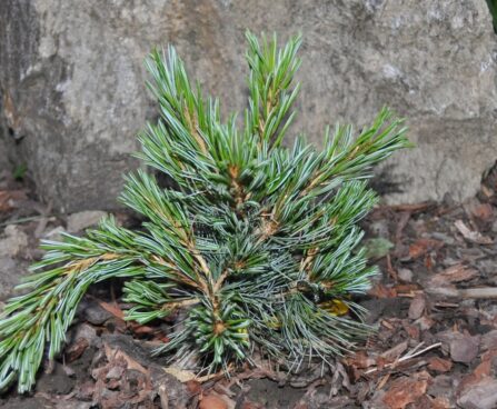 2481_4153_Pinus_parviflora_Temphelhof.JPG