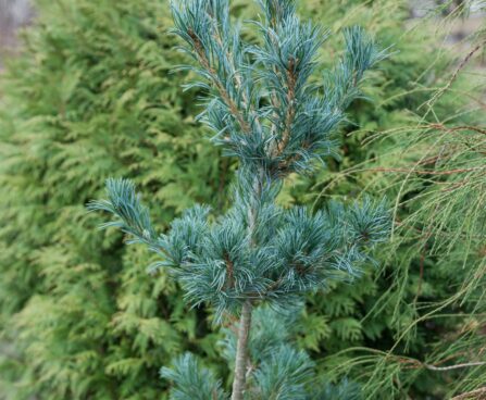 2481_6504_Pinus_parviflora_Tempelhof__2.JPG