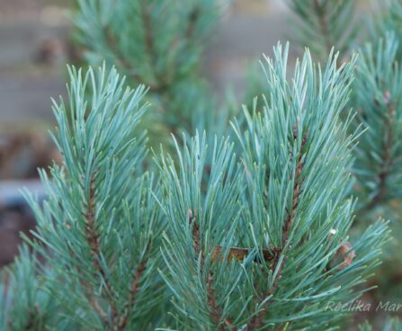 2483_6618_Pinus_sylvestris_Watereri
