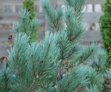 2483_6619_Pinus_sylvestris Watereri