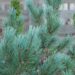 2483_6619_Pinus_sylvestris Watereri
