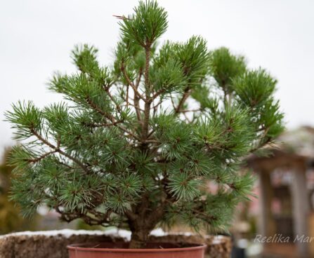 2483_6863_Pinus_sylvestris_Chantry_Blue_.JPG