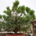 2483_6863_Pinus_sylvestris_Chantry_Blue_.JPG