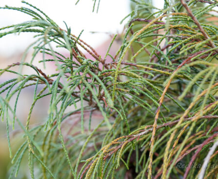 2493_6372_Thuja_plicata_Whipcord__2.jpg