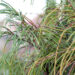 2493_6372_Thuja_plicata_Whipcord__2.jpg