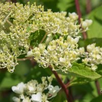2498_9053_Hydrangea_paniculata_Grandiflora_.JPG
