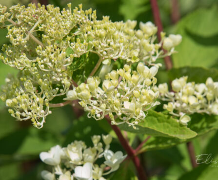 2498_9053_Hydrangea_paniculata_Grandiflora_.JPG