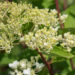 2498_9053_Hydrangea_paniculata_Grandiflora_.JPG