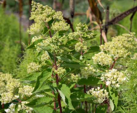 2498_9054_Hydrangea_paniculata_Grandiflora__2.JPG