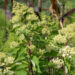 2498_9054_Hydrangea_paniculata_Grandiflora__2.JPG