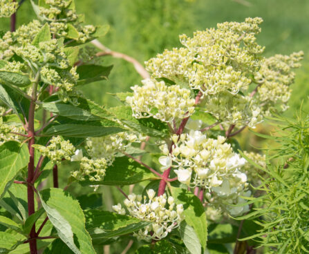 2498_9055_Hydrangea_paniculata_Grandiflora__3.JPG