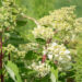 2498_9055_Hydrangea_paniculata_Grandiflora__3.JPG