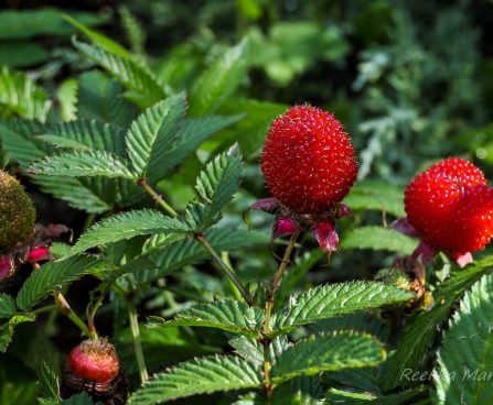 2499_4293_Rubus_illecebrosus1.jpg