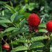 2499_4293_Rubus_illecebrosus1.jpg