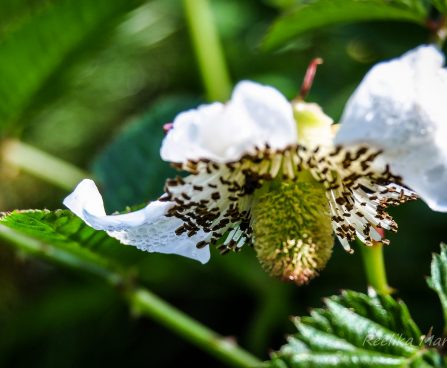 2499_4294_Rubus_illecebrosus.jpg