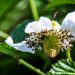 2499_4294_Rubus_illecebrosus.jpg