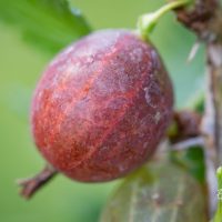 2501_10389_Ribes_uva-crispa_Hinnonmaen_punainen_karusmari.jpg