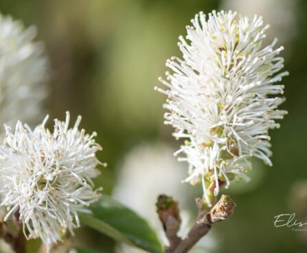 2527_10029_Fothergilla_gardenii_Suzanne__vaike_volupoosas_3.jpg