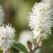 2527_10029_Fothergilla_gardenii_Suzanne__vaike_volupoosas_3.jpg