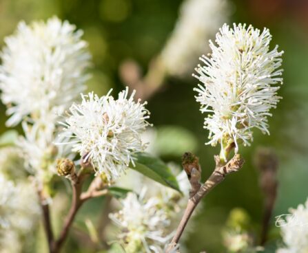 2527_10030_Fothergilla_gardenii_Suzanne__vaike_volupoosas_2.jpg