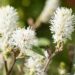 2527_10030_Fothergilla_gardenii_Suzanne__vaike_volupoosas_2.jpg