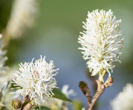 2527_10031_Fothergilla_gardenii_Suzanne__vaike_volupoosas.jpg