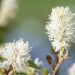 2527_10031_Fothergilla_gardenii_Suzanne__vaike_volupoosas.jpg