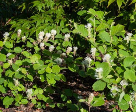 2527_7949_Fothergilla_major__2.JPG