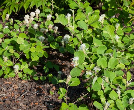 2527_7950_Fothergilla_major_.JPG