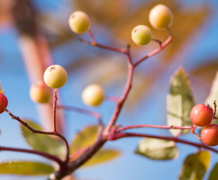 2548_9113_Sorbus_Red_Tip__2.JPG