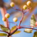 2548_9113_Sorbus_Red_Tip__2.JPG