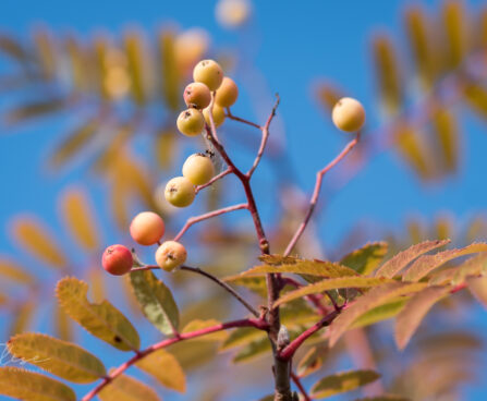 2548_9114_Sorbus_Red_Tip__3.JPG