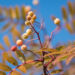 2548_9114_Sorbus_Red_Tip__3.JPG